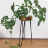 Support à plantes en bois Albasia - Détails naturels et dorés