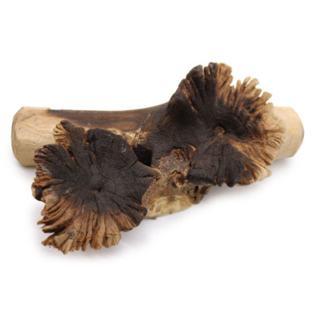 Verre fondu sur bois parasite rare