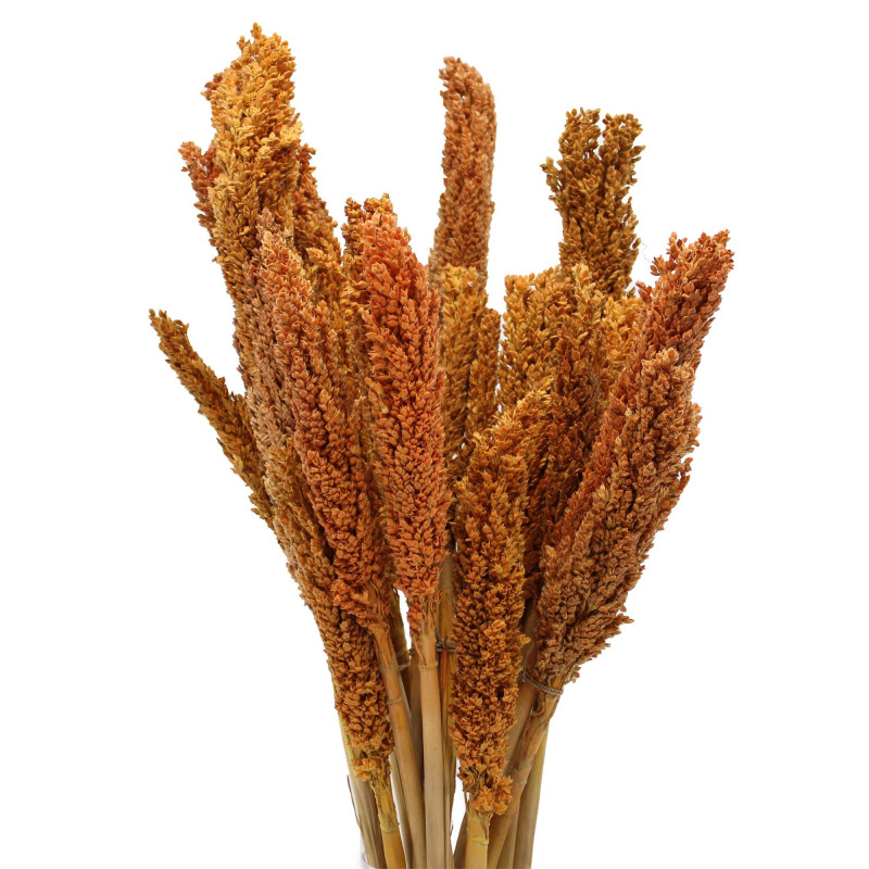 Bouquet d'herbe du Cantal - Orange