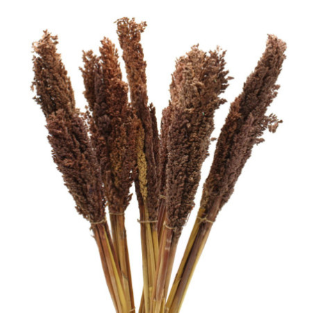 Bouquet d'herbe du Cantal - Chocolat