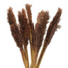 Bouquet d'herbe du Cantal - Chocolat