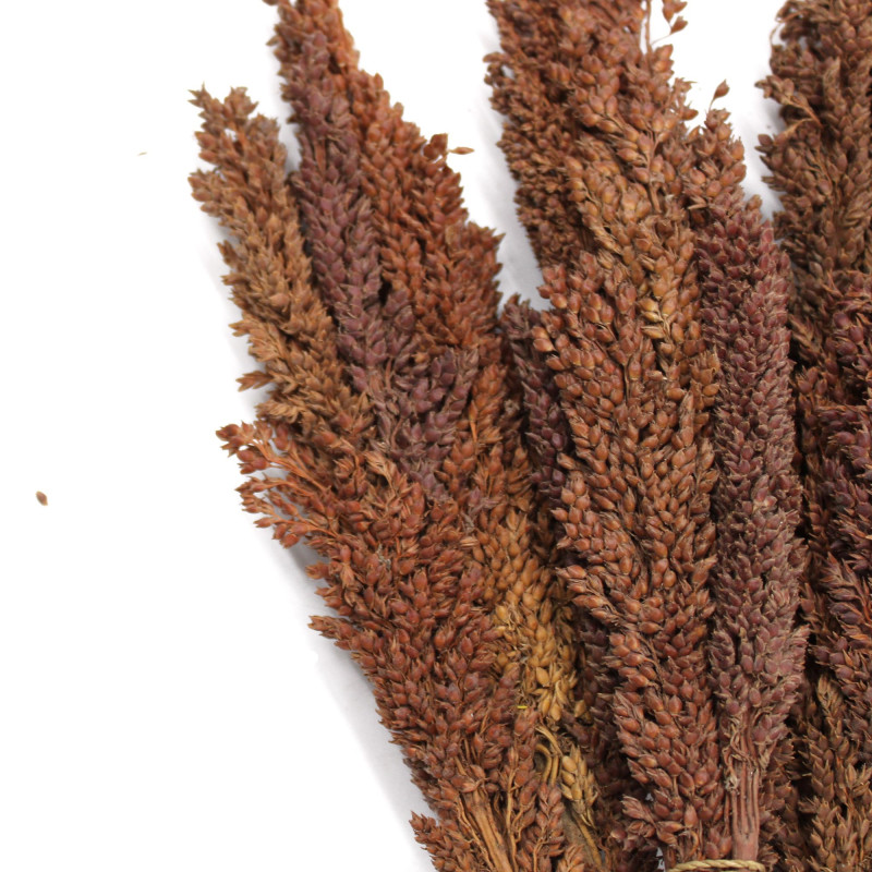 Bouquet d'herbe du Cantal - Chocolat