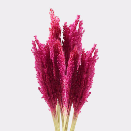 Bouquet d'herbe du Cantal - Rose