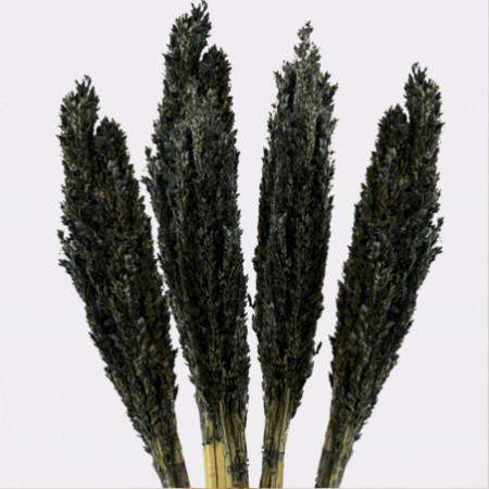 Bouquet d'herbe du Cantal - Noir