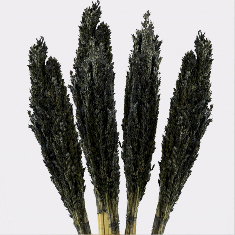 Bouquet d'herbe du Cantal - Noir