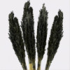 Bouquet d'herbe du Cantal - Noir