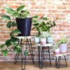 Lot de 3 supports à plantes en bois Gamell - Blanchi à la chaux