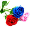 Rose simple - Rose bleue