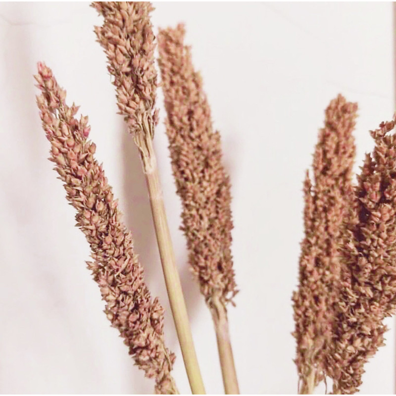 Herbe du Cantal - Rouille
