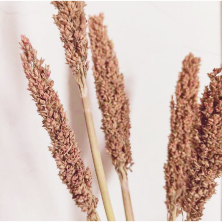 Herbe du Cantal - Rouille
