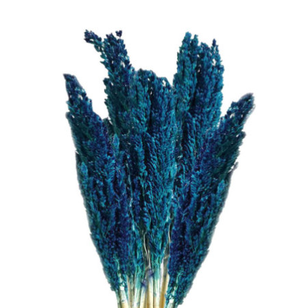 Bouquet d'herbe du Cantal - Bleu