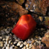 Savon Élémentaire Cristal - Feu
