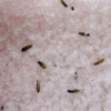 Sel de bain de l'Himalaya 500 g - Relax