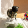 Petit mouton en feutre - Multi gris