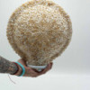 Lampe coquillage Boho - Coquillage Art Découpé Grand Rond - 30 cm