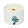 Bougies botaniques Med - Chèvrefeuille citronné