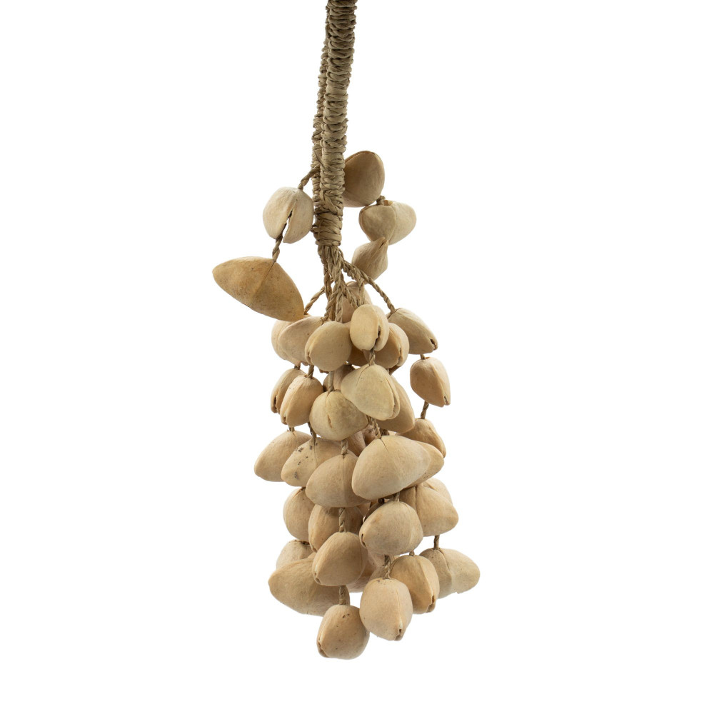 Kenari Shell Long Hottle (50 coquilles)