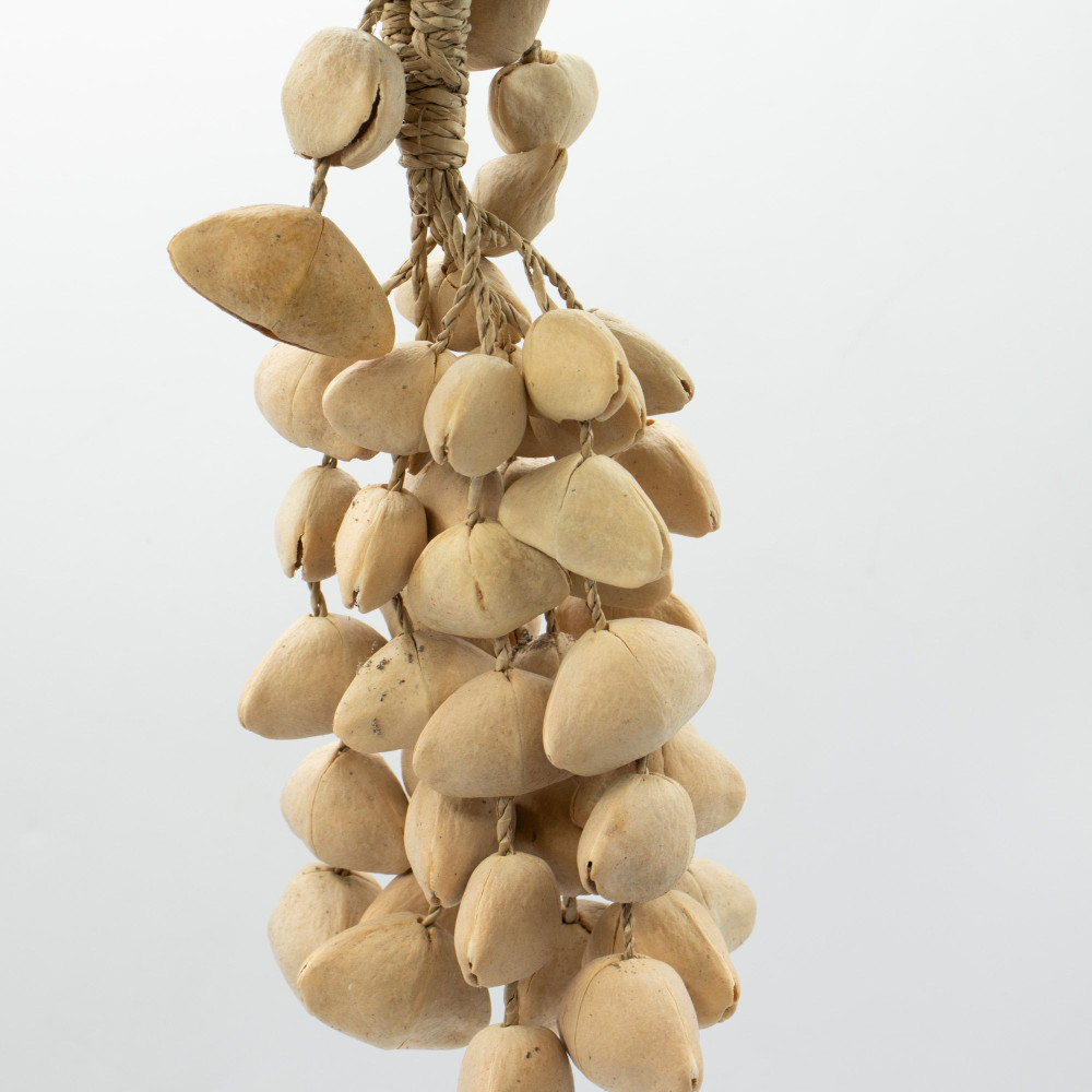 Kenari Shell Long Hottle (50 coquilles)