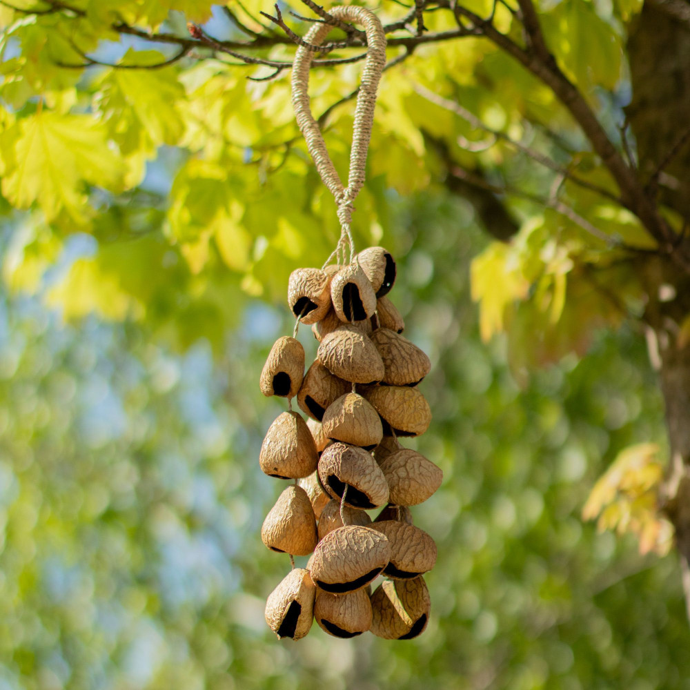 Kenari Shell Long Hottle (50 coquilles)