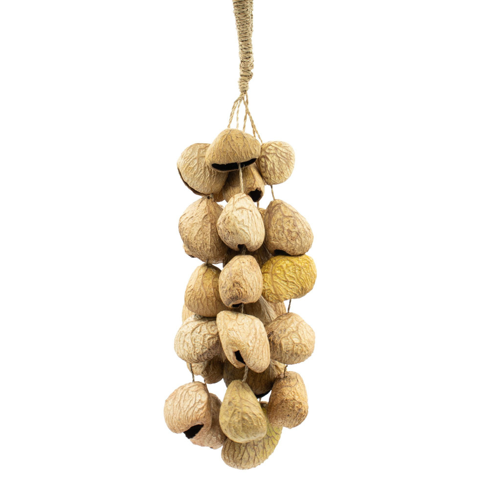 Coquilles de graines de Pangi moyennes - Saupoudreur de noix naturel (30 coquilles)