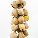 Coquilles de graines de Pangi moyennes - Saupoudreur de noix naturel (30 coquilles)