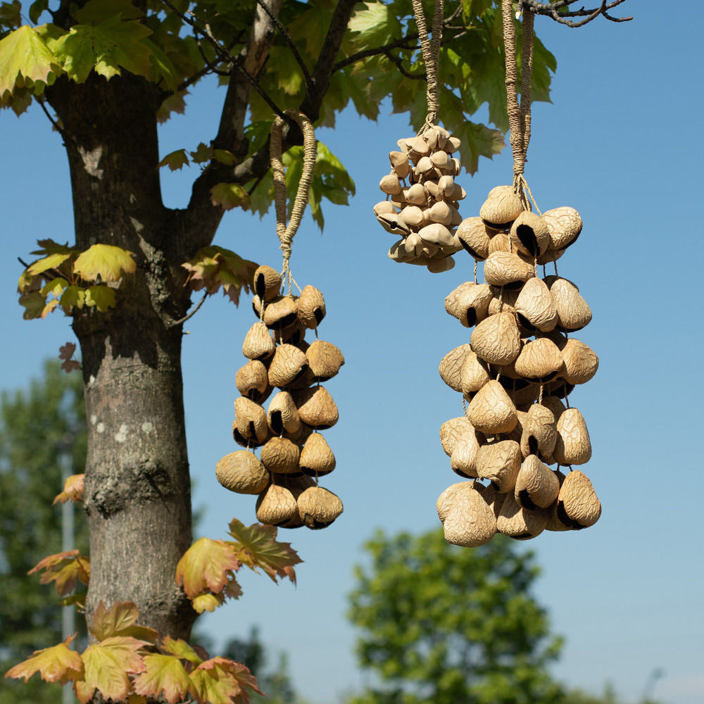 Coquilles de graines de Pangi moyennes - Saupoudreur de noix naturel (30 coquilles)