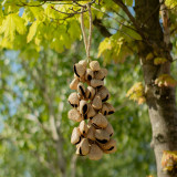 Coquilles de graines de Pangi moyennes - Saupoudreur de noix naturel (30 coquilles)