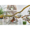 Terrarium en verre - Petit Diamant
