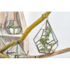 Terrarium en verre - Grande pyramide